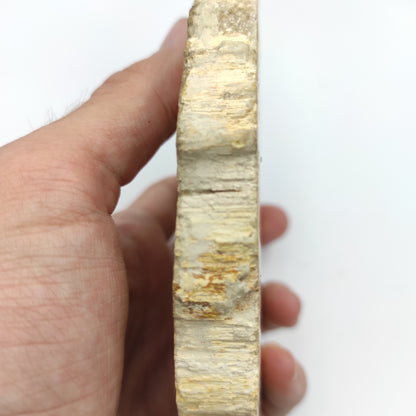 Losa de madera petrificada pulida grande de 419 g