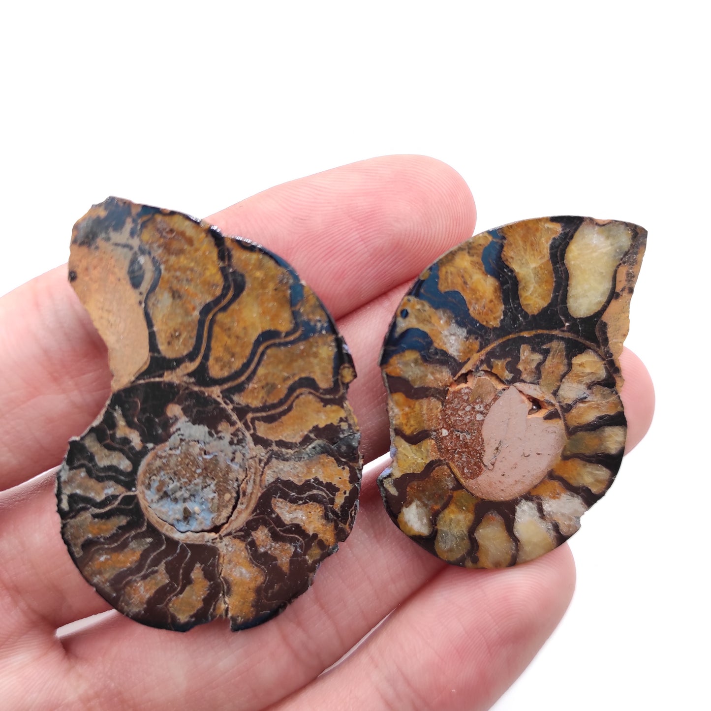13g Ammonite Fossil Pair