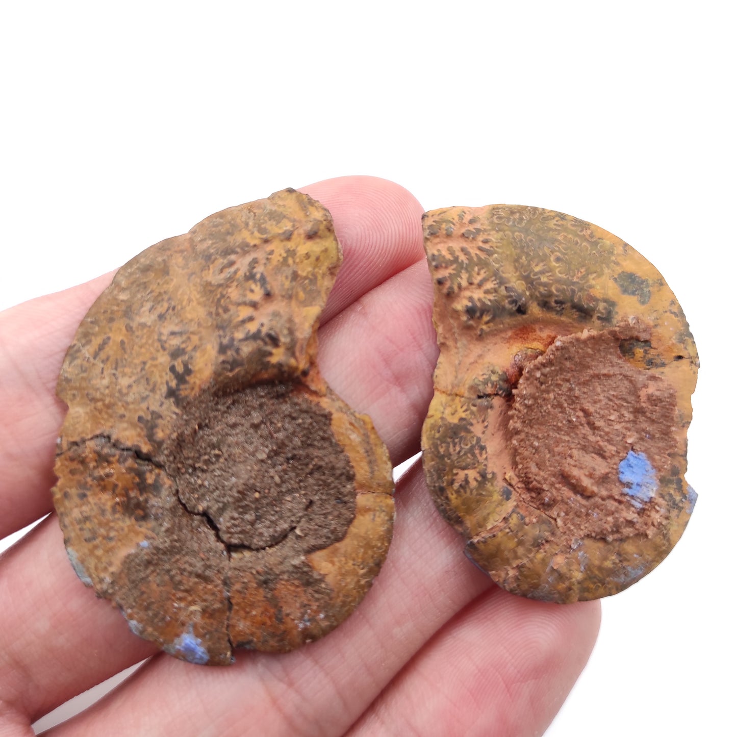 Paire de fossiles d'ammonite 13g