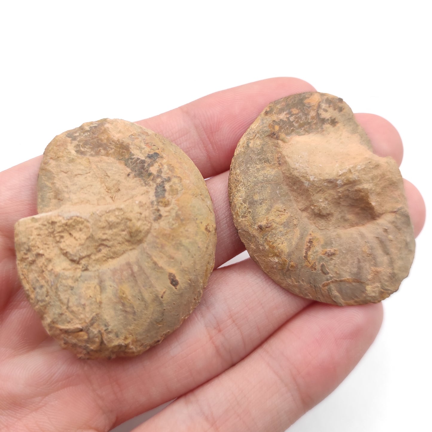 36g Ammonite Fossil Pair