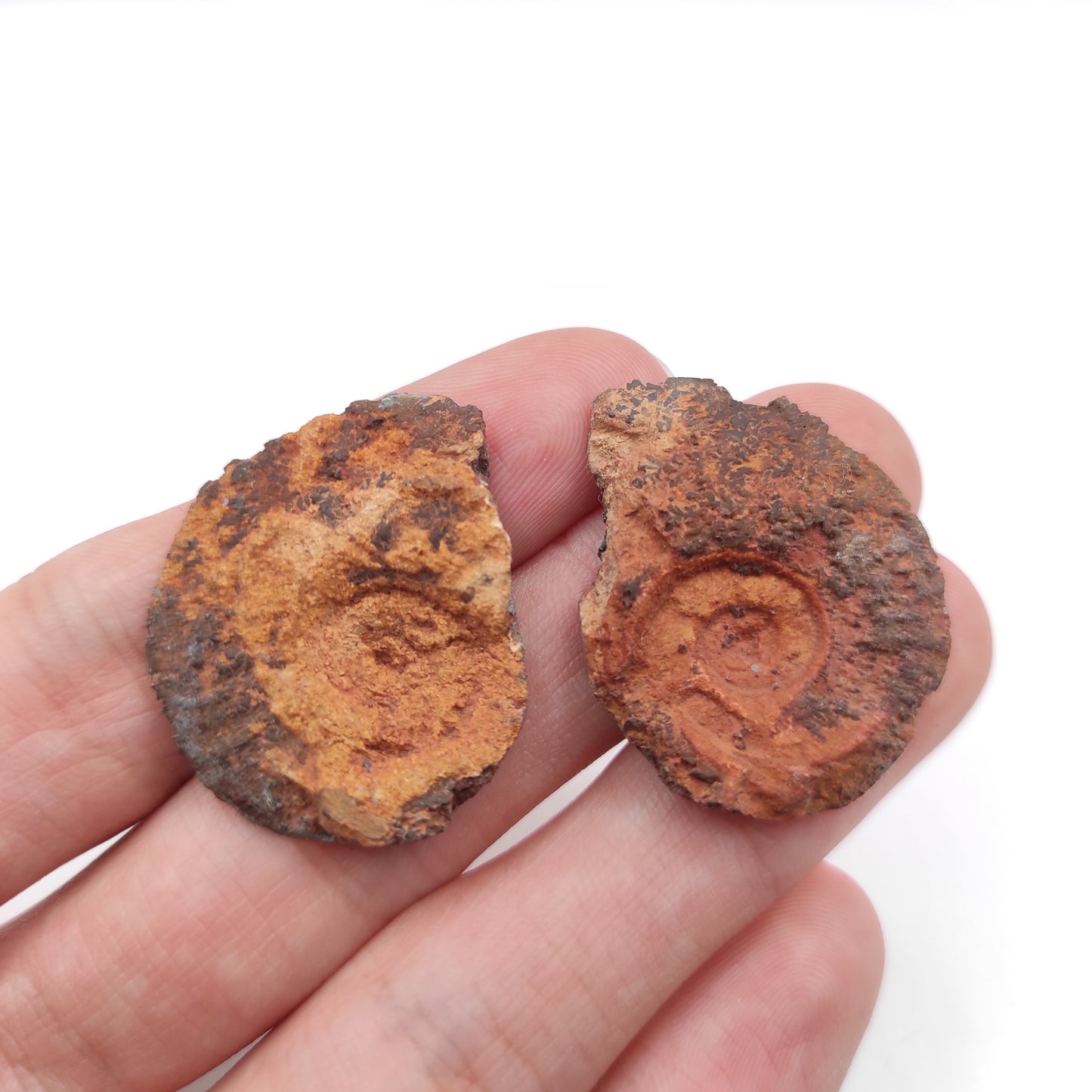 Paire de fossiles d'ammonite 9g