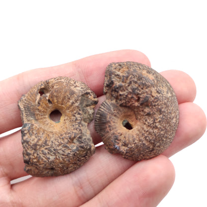 21g Ammonite Fossil Pair