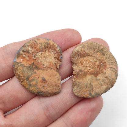 Paire de fossiles d'ammonite 8g