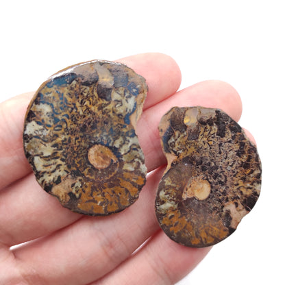 Paire de fossiles d'ammonite 11g