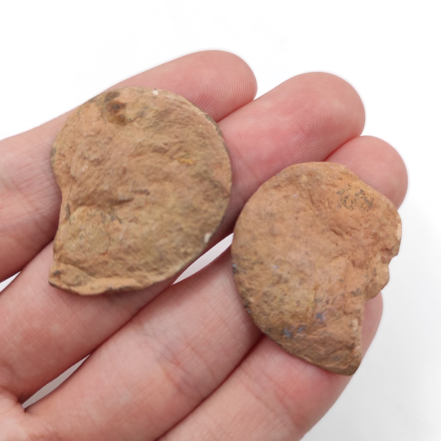 Paire de fossiles d'ammonite 9g