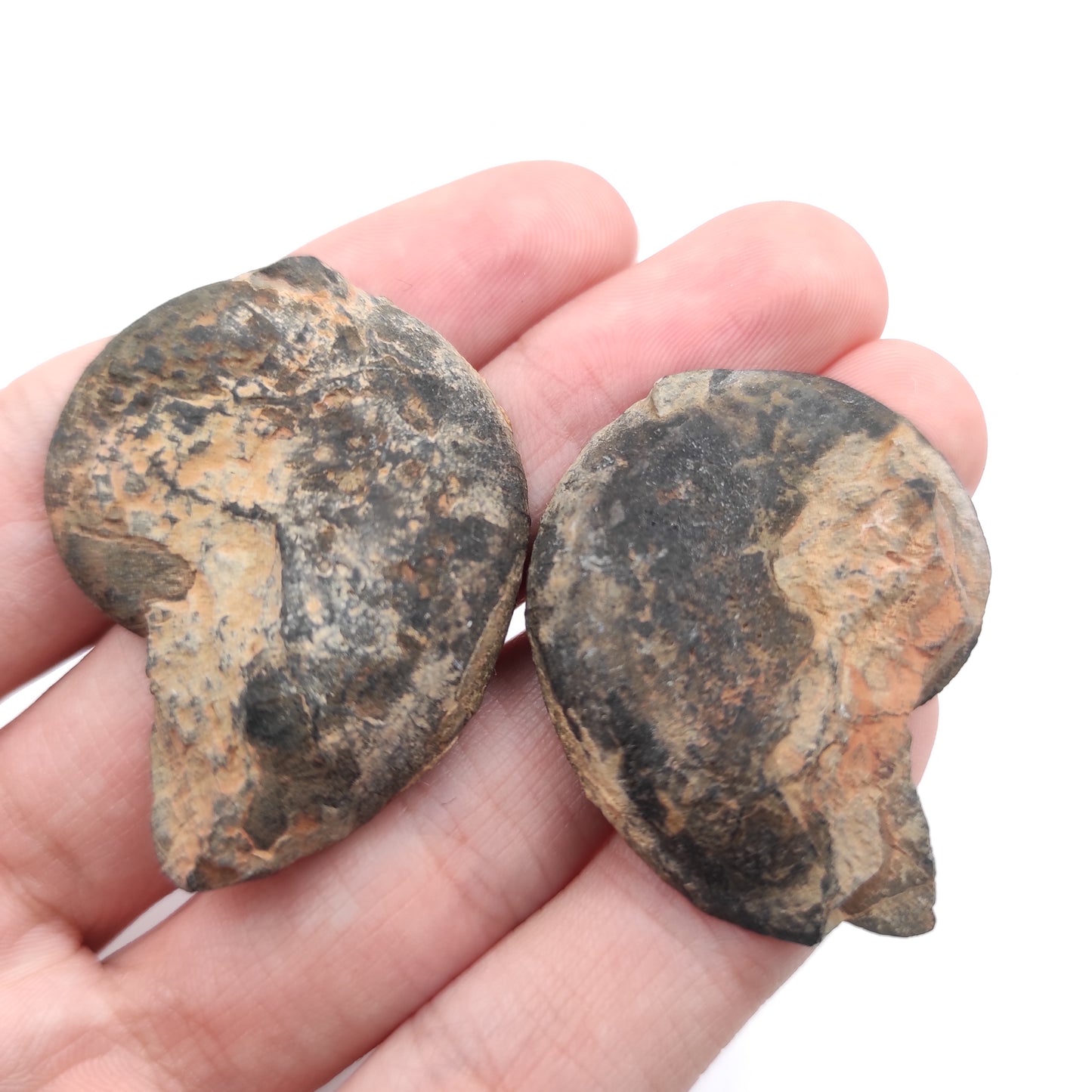 22g Ammonite Fossil Pair