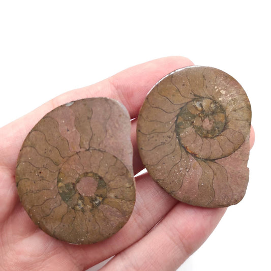 25g Unique Pair of Ammonite Fossils - Over 66 Million Years Old - Polished Ammonite Fossil from Sahara Desert, Morocco - Genuine Fossils