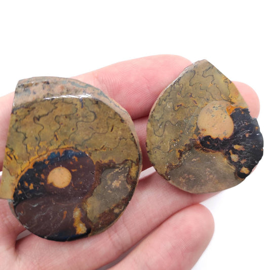 23g Unique Pair of Ammonite Fossils - Over 66 Million Years Old - Polished Ammonite Fossil from Sahara Desert, Morocco - Genuine Fossils
