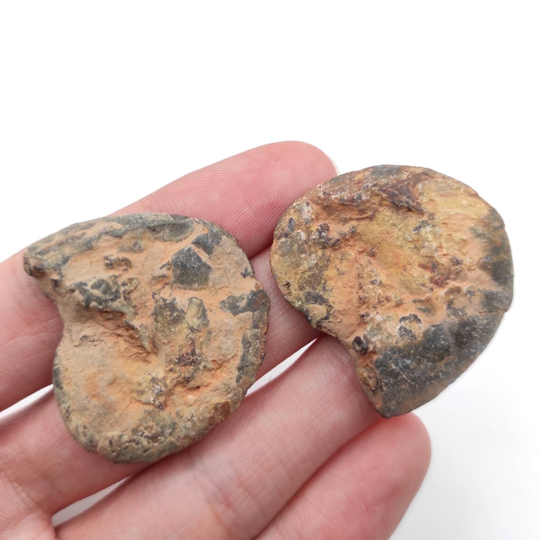 15g Unique Pair of Ammonite Fossils - Over 66 Million Years Old - Polished Ammonite Fossil from Sahara Desert, Morocco - Genuine Fossils