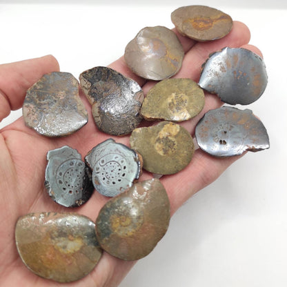 77g Lot of 6 pairs of Unique Ammonite Fossils - Over 66 Million Years Old - Polished Ammonite Fossil from Sahara Desert, Morocco - Genuine